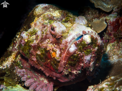 A Scorpaenopsis diabolus  | Flase stonefish