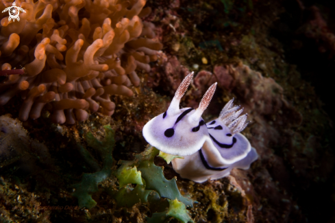 A Chromodoris willani . | NUDIBRANCH