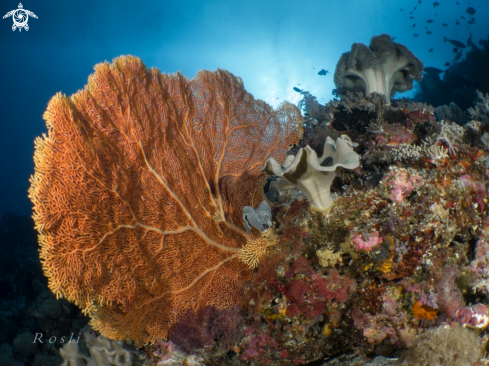 A Sea Fan