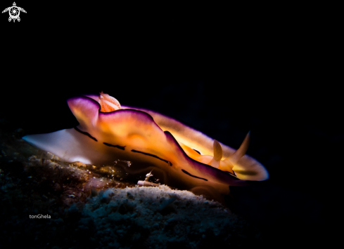 A Nudibranch