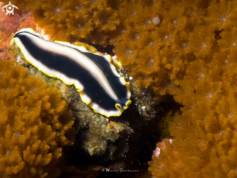 A Pseudoceros paralaticlavus | Goldrim flatworm