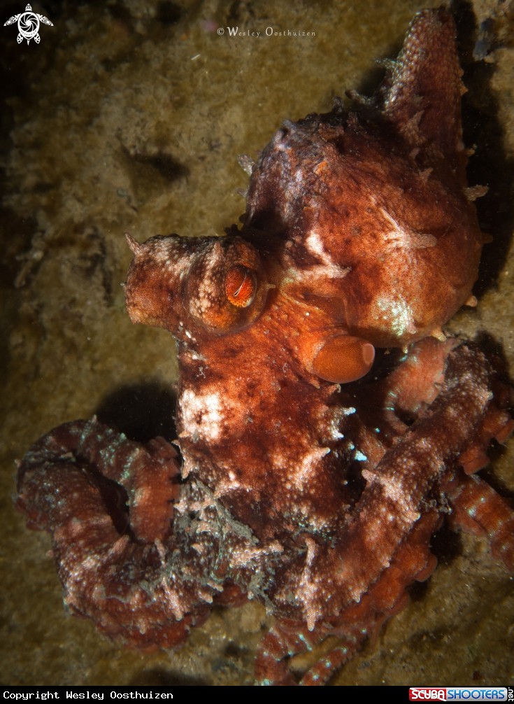 A Starry Night Octopus