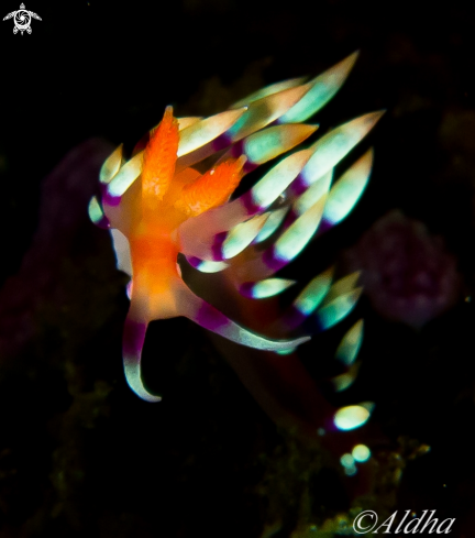 A Flabellina sp.