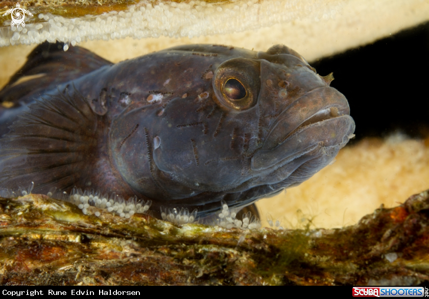 A Black goby
