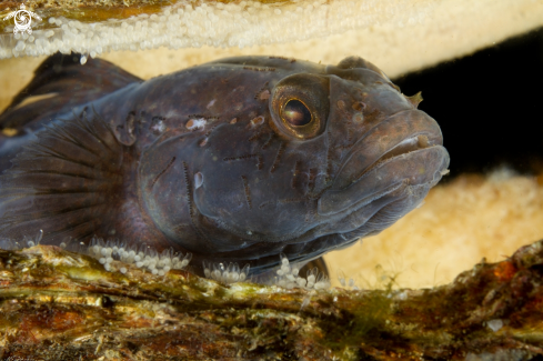 A Black goby