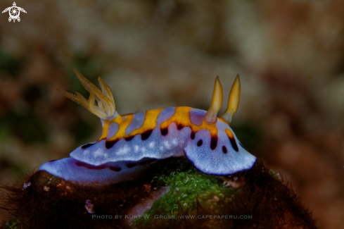 A Chromodoris sp. | Nudibranche