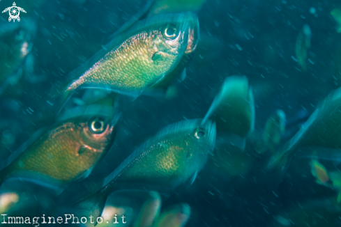 A Glass fish