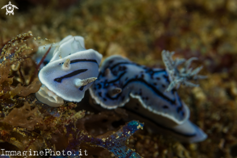 A Nudibranch