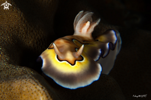 A Nudi