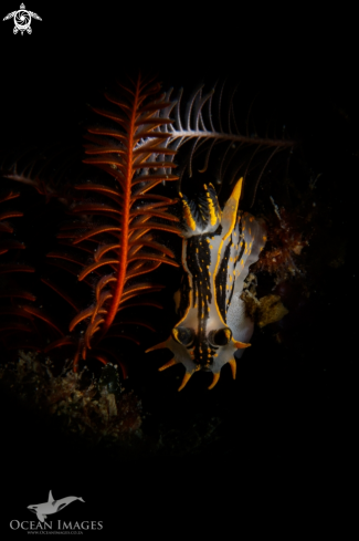 A Crowned Nudibranch