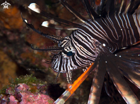 A Lionfish