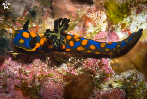 A Tambja sagamiana nudibranch | Tambja sagamiana nudibranch