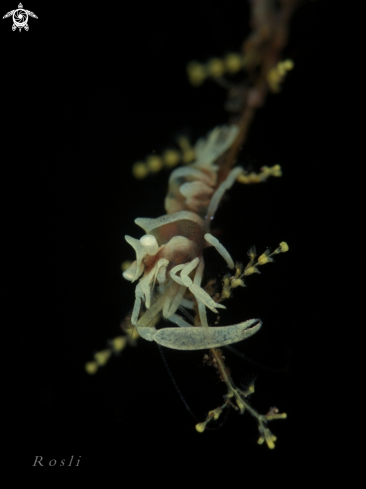 A Whip Coral Shrimp