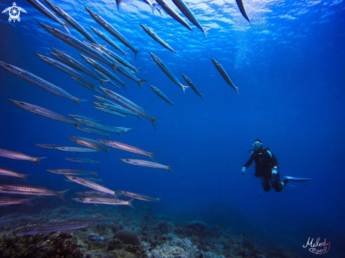 A Barracuda 