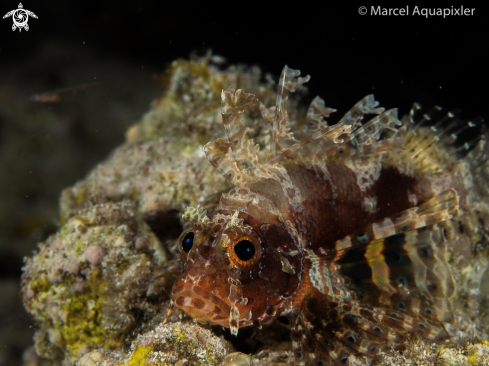 A Dendrochirus brachypterus | Shortfin Dwarf Lionfish