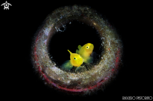 A Gobiodon okinawae | Yellow goby