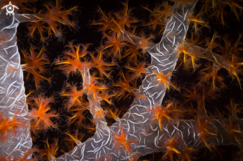 A Coral polyps 