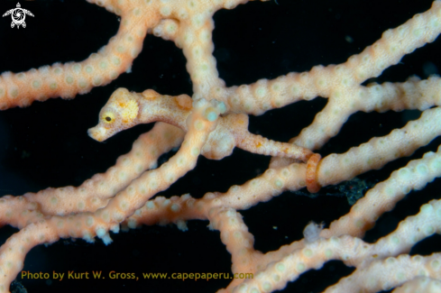 A Hippocampus denise | Seahorse