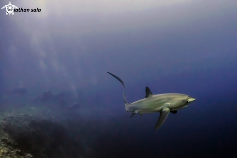 A Thresher Shark