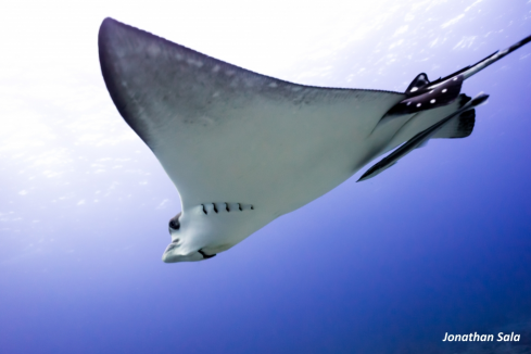 A Eagle Ray