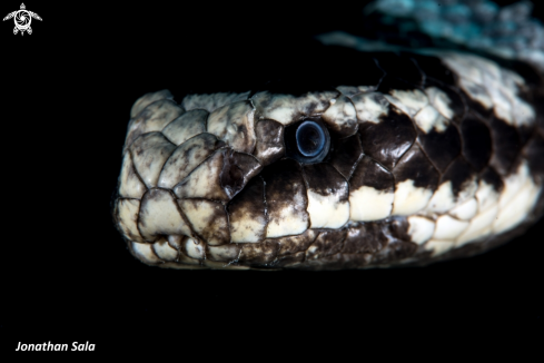 A Laticauda Colubrina | Banded Sea Snake