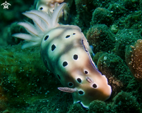 A Nudibranch