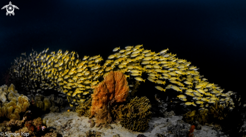 A Lutjanus bengalensis | Yellow Snappers