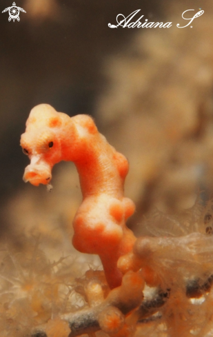 A Denise´s Pygmy Seahorse