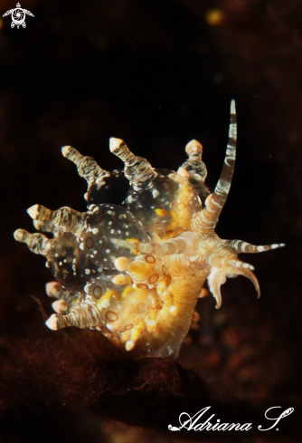 A Eubranchus sp. | Nudibranch