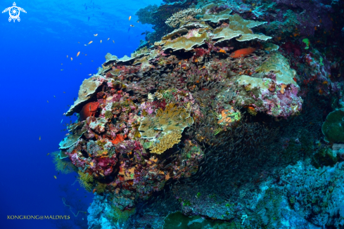 A Groupers hunting