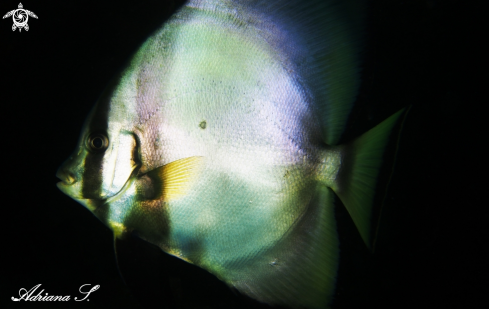 A Pinnate Spadefish (Batfish)