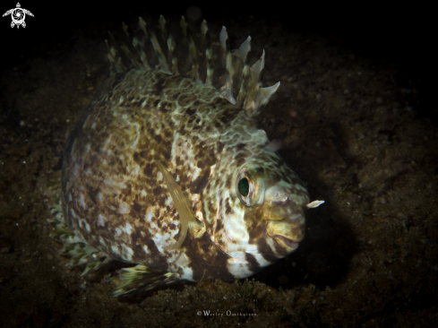 A Rabbitfish