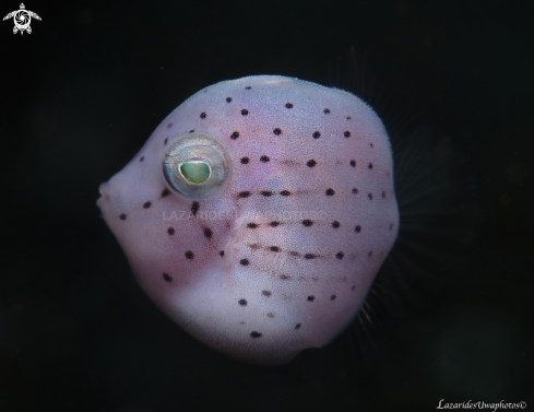 A Brachaluteres taylori, juvenile  | Juvenile File fish