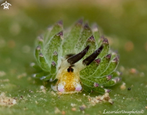 A Leaf sheep nudibranch