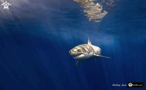 A Great White Shark