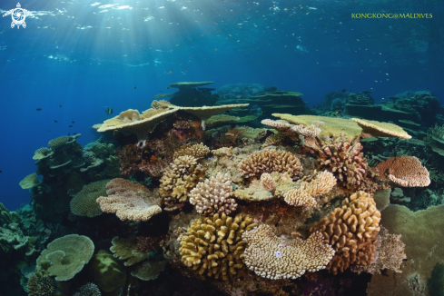 A Beautiful Coral Garden