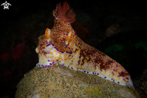 A NUDIBRANCH