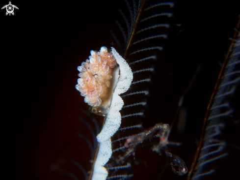 A Nudibranch