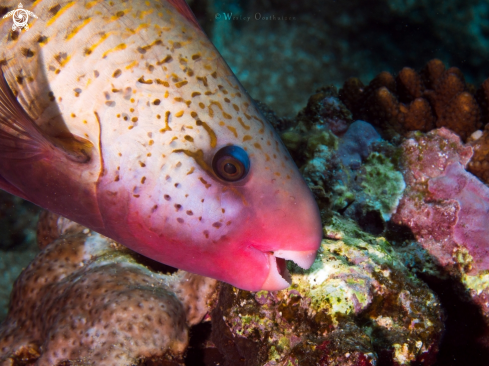 A Chlorurus sordidus | Bullethead Parrotfish