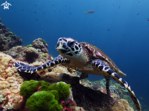 A Hawksbill sea turtle