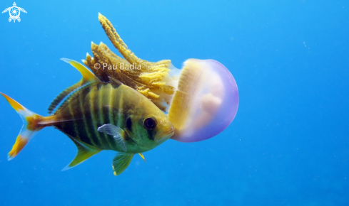 A Thysanostoma thysanura | Trevally and jellyfish
