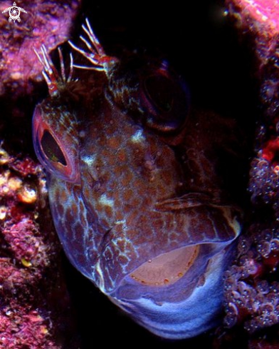 A parablennius gattoruggine--CLASSE:osteitti--ORDINE:perciformi--FAMIGLIA:blennidi | 