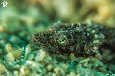 A Juvenile Crocodilefish