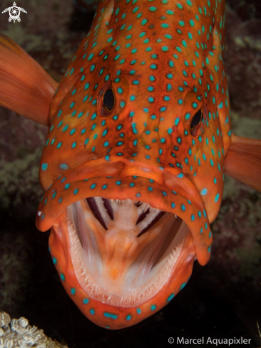 A Coral Grouper