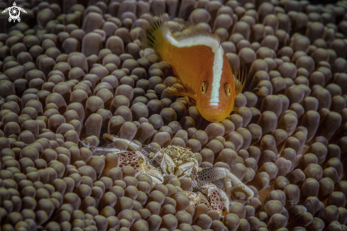 A porcellain crab & clownfish over anemone 