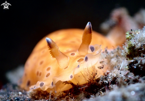 A Dendrodoris Guttata | Dendrodoris Guttata