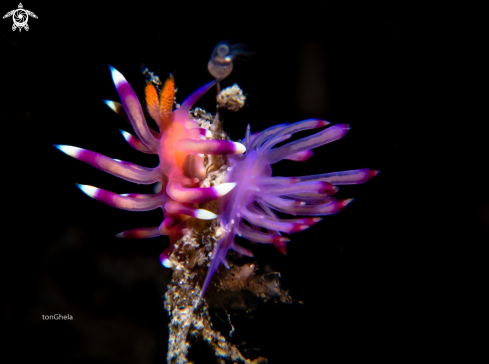 A Flabillina exoptata | Nudibranch