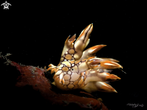 A Nudibranch