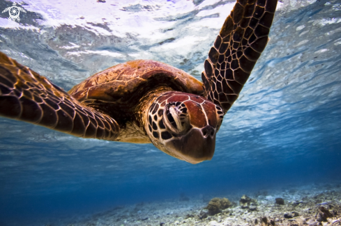 A Green Sea Turtle 