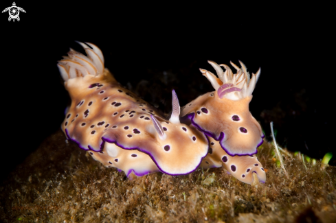 A Hypselodoris tryoni | NUDIBRANCH